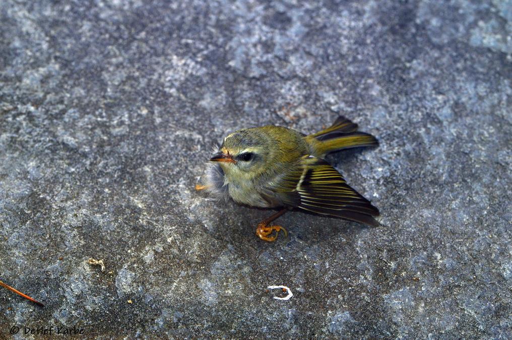 Sommergoldhähnchen