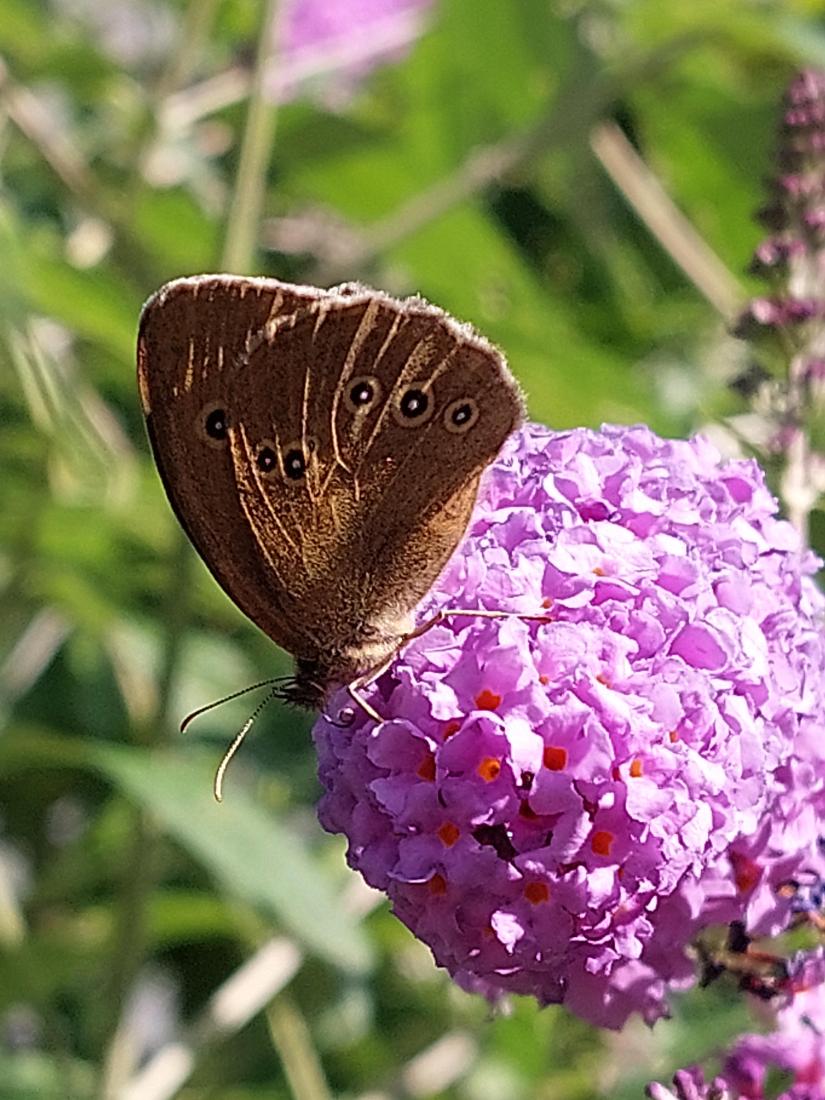 Brauner Waldvogel