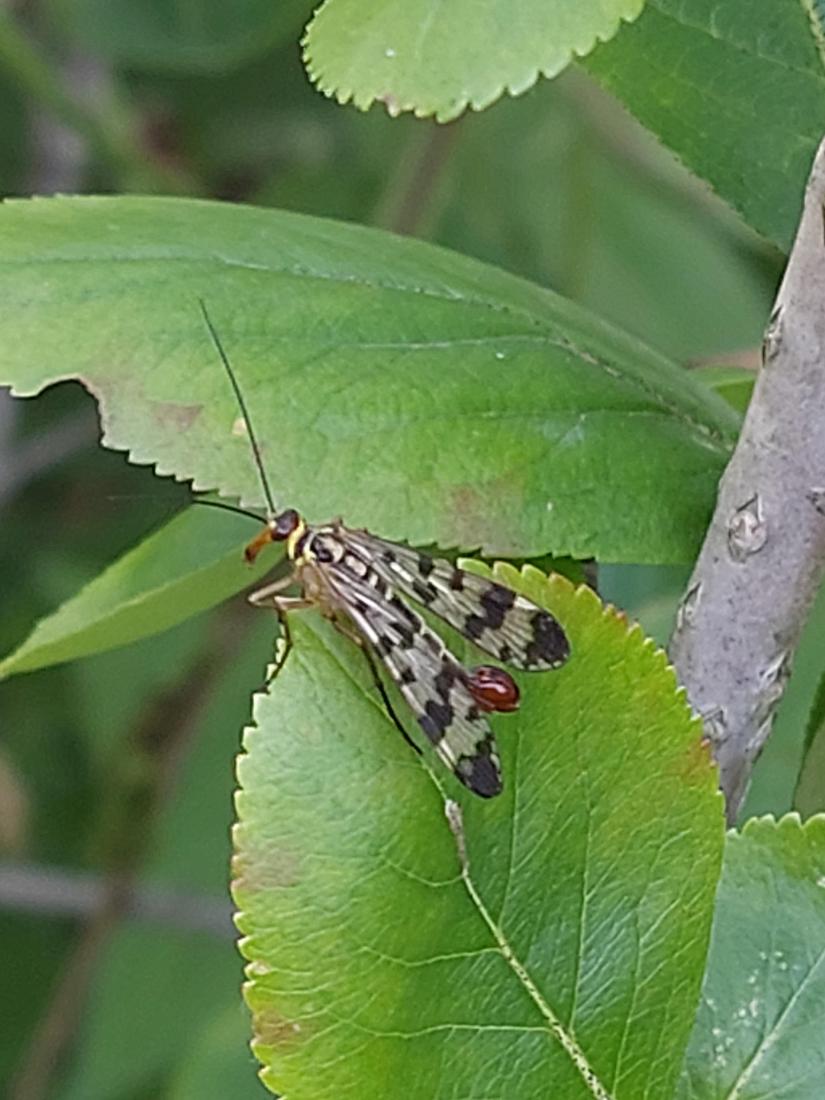 Gemeine Skorpionsfliege