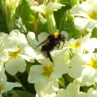 Gartenhummel