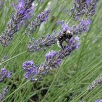 Helle Erdhummel (Bombus lucorum)