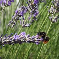 Wiesenhummel