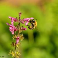 Ackerhummel 