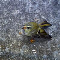 Sommergoldhähnchen