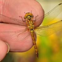 Große Heidelibelle (Sympetrum striolatum) 