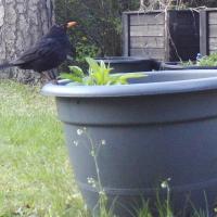 Amsel