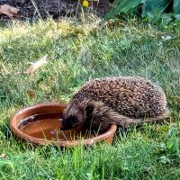 Igel