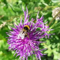 Gartenhummel